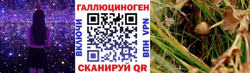 купить наркоту  Шелехов  Псилоцибиновые грибы GOLDEN TEACHER 